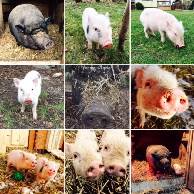 vorstellung-schweine-2-004